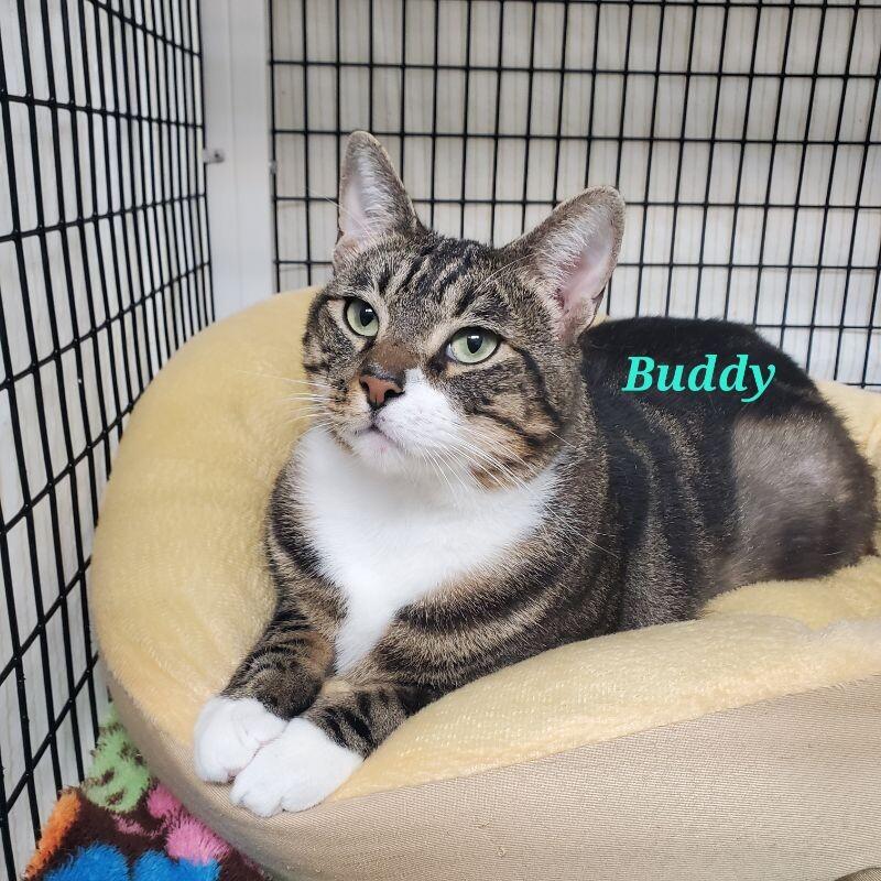 Enlarge Buddy, a Adoptable Domestic Short Hair in Diamond Springs, CA image 2/6