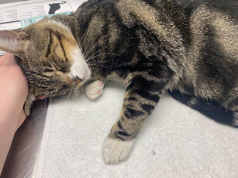 Enlarge Buddy, a Adoptable Domestic Short Hair in Diamond Springs, CA image 3/6