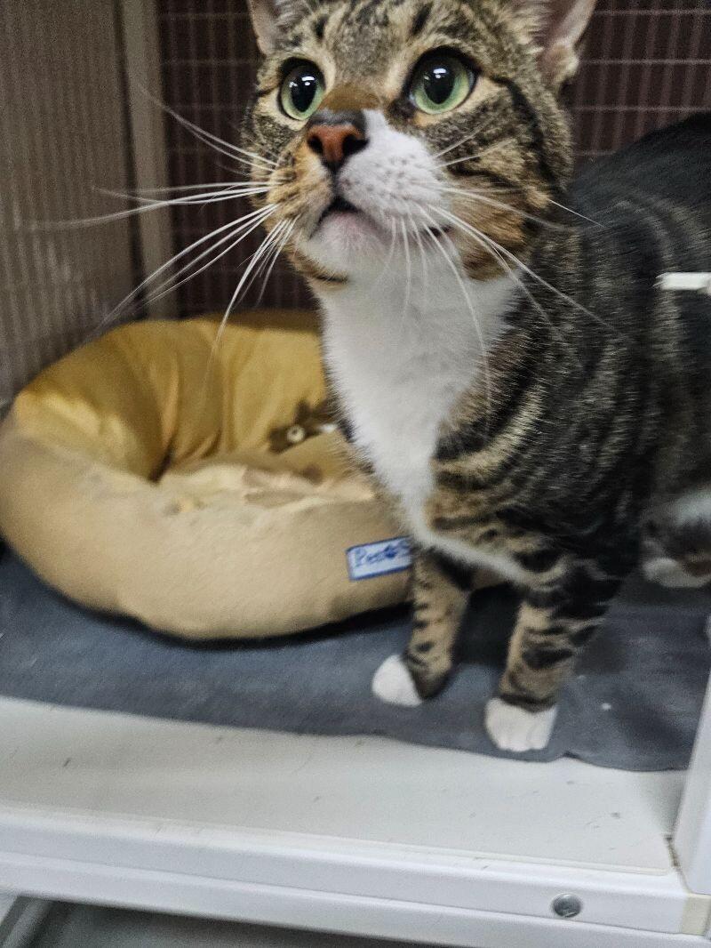 Enlarge Buddy, a Adoptable Domestic Short Hair in Diamond Springs, CA image 4/6