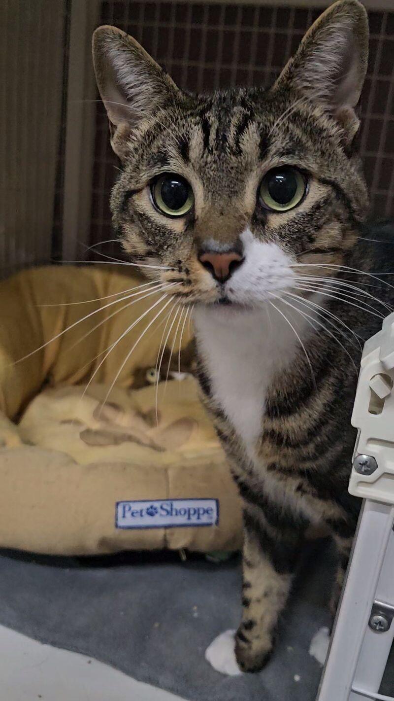 Enlarge Buddy, a Adoptable Domestic Short Hair in Diamond Springs, CA image 5/6