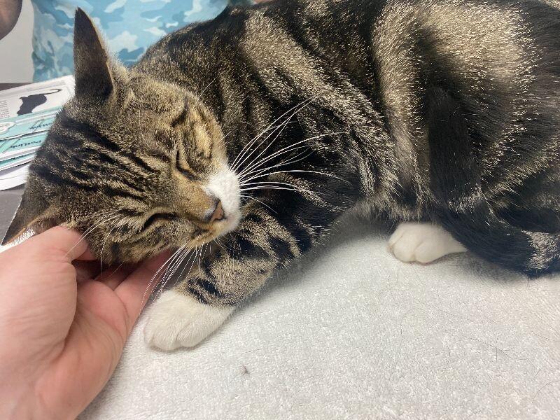 Enlarge Buddy, a Adoptable Domestic Short Hair in Diamond Springs, CA image 6/6