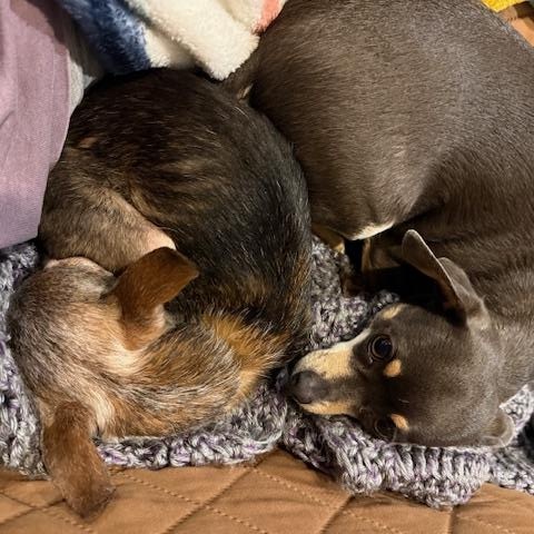 Enlarge Hattie, an adopted Chihuahua in Yukon, OK image 5/5