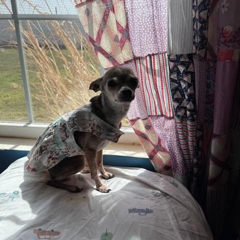 Enlarge Hattie, an adopted Chihuahua in Yukon, OK image 3/5