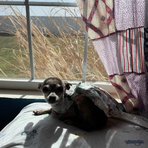 Enlarge Hattie, an adopted Chihuahua in Yukon, OK image 4/5