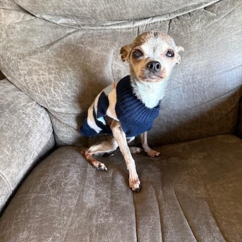 Enlarge Hattie, an adopted Chihuahua in Yukon, OK image 2/5