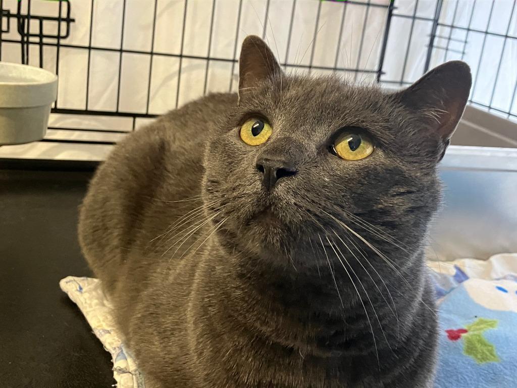 Min, Adoptable, Adult Male Domestic Short Hair.