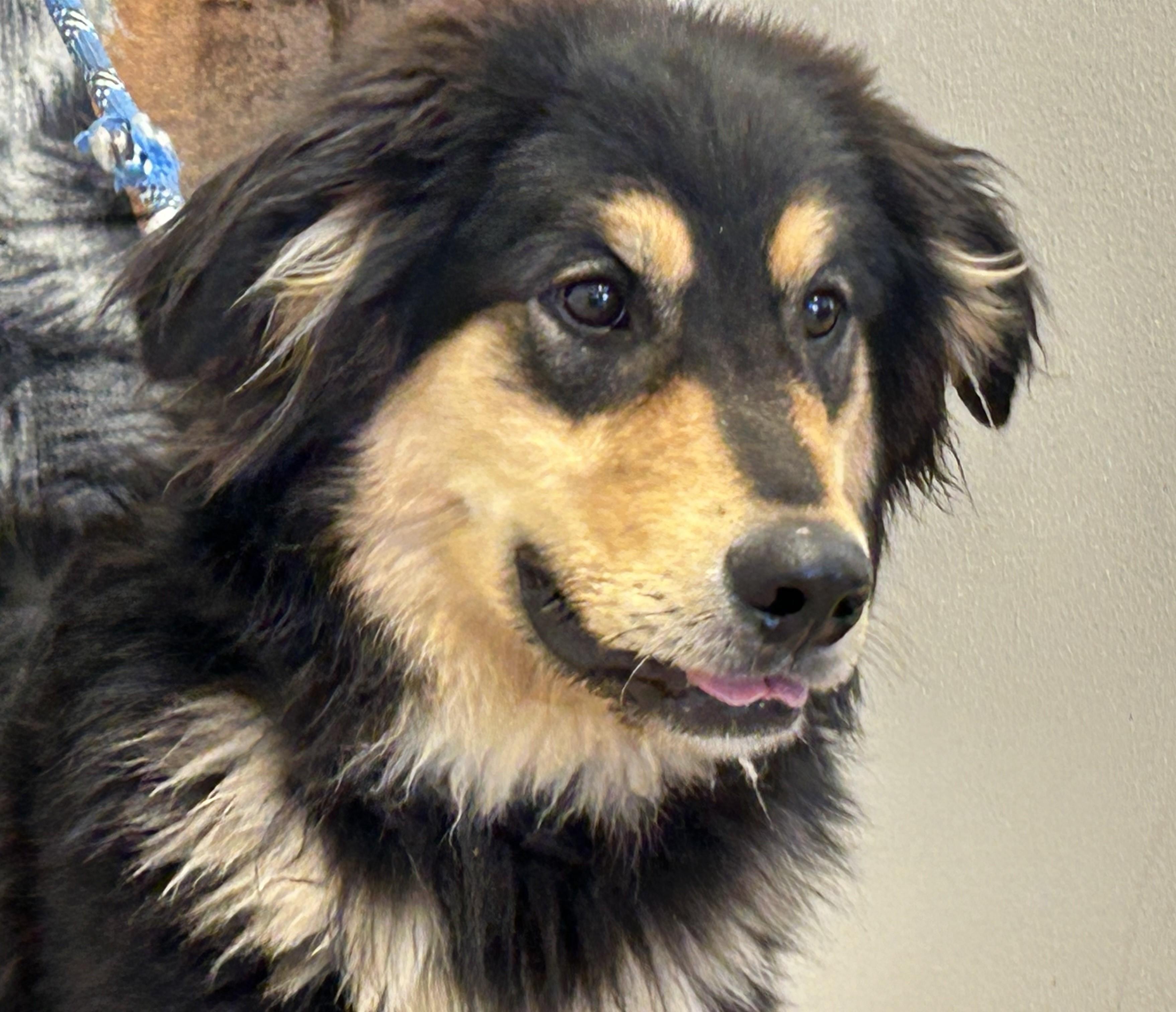Teddy, a Adoptable mixed breed in Greeley, CO image 1/3