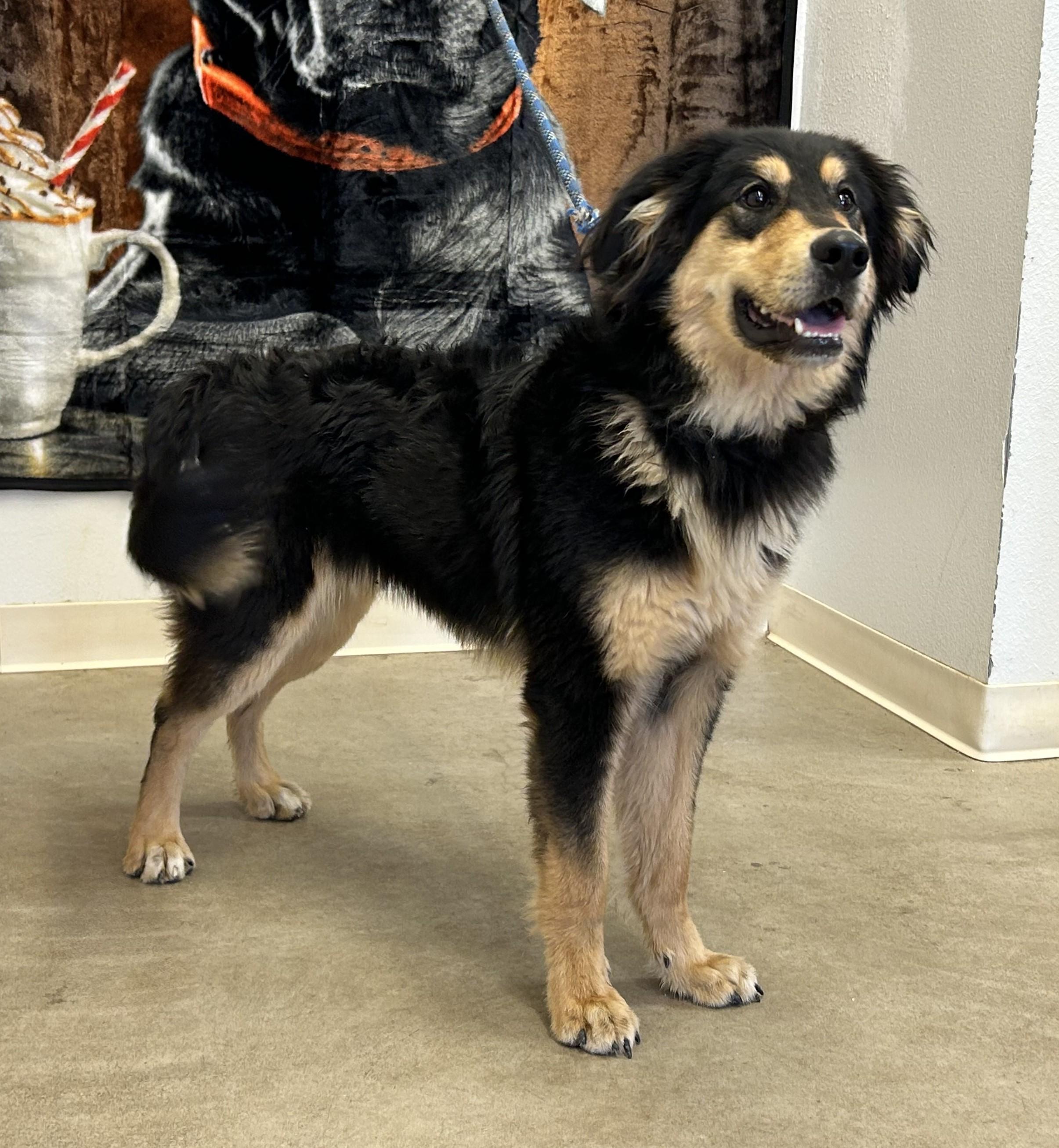 Teddy, a Adoptable mixed breed in Greeley, CO image 2/3