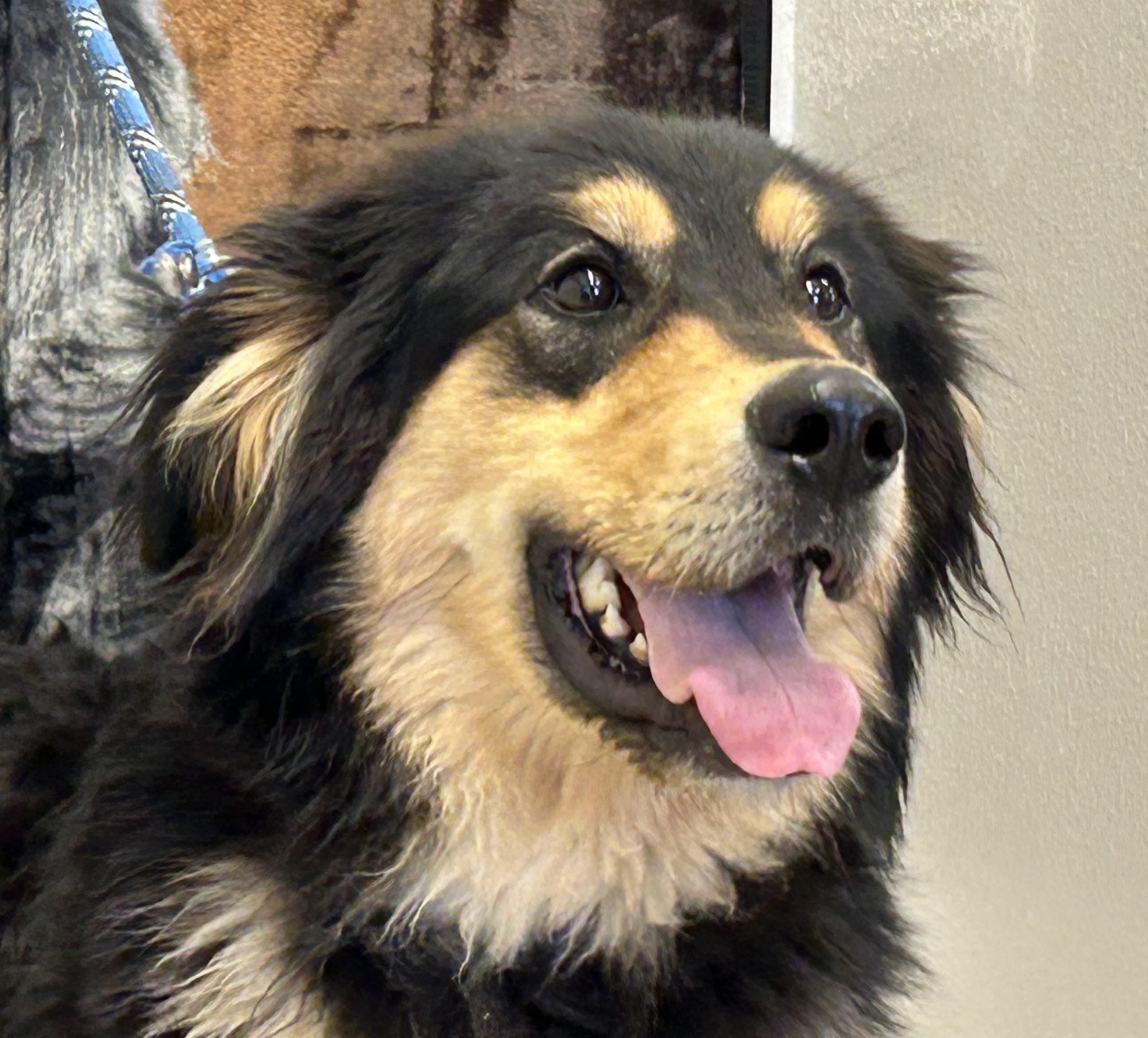 Teddy, a Adoptable mixed breed in Greeley, CO image 3/3