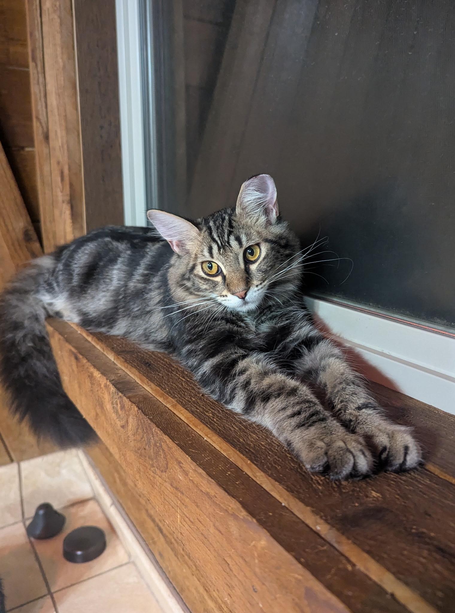 Mocha, Adoptable, Young Male Domestic Medium Hair.