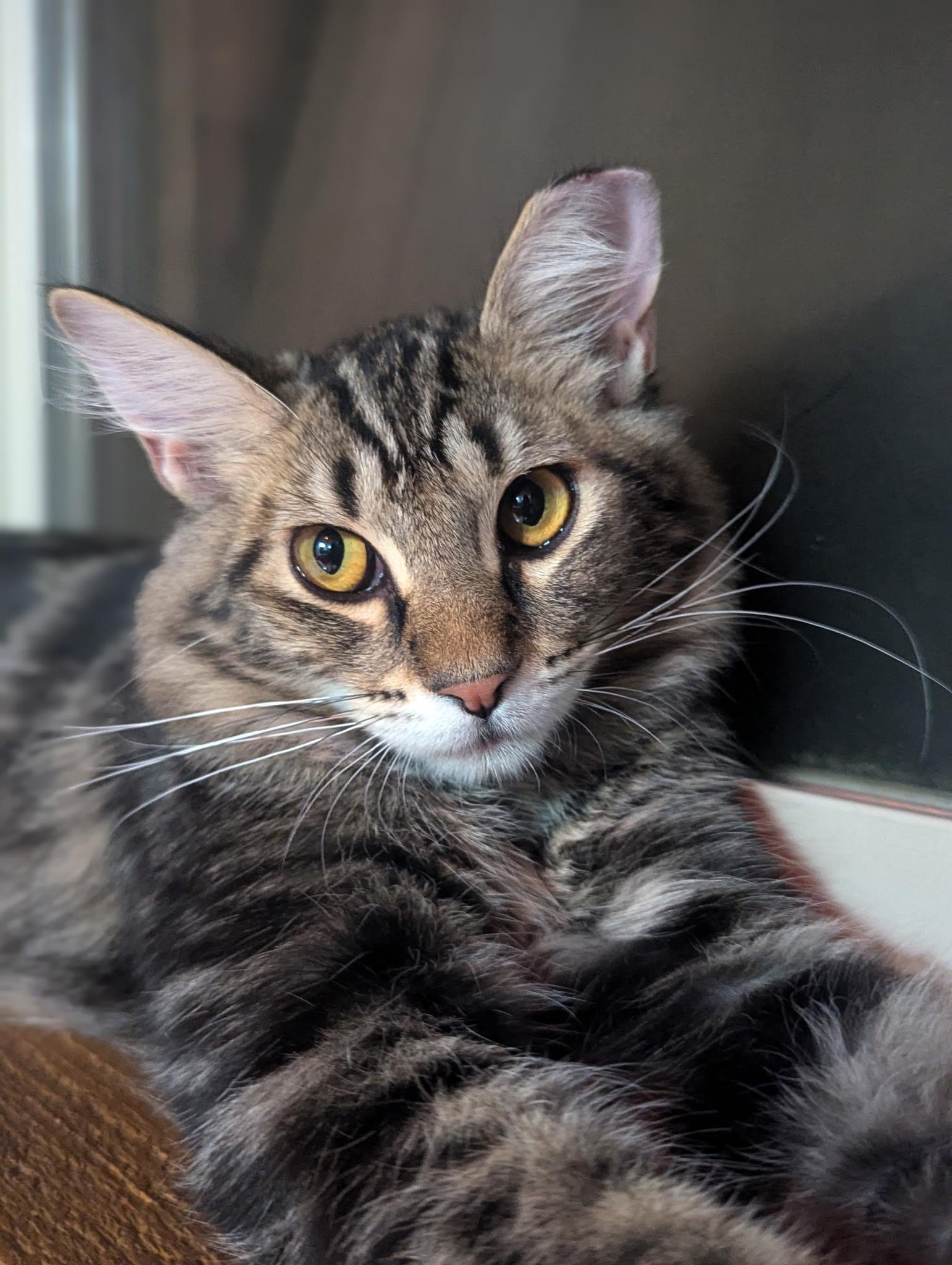 Enlarge Mocha, a Adoptable Domestic Medium Hair in Missoula, MT image 2/4