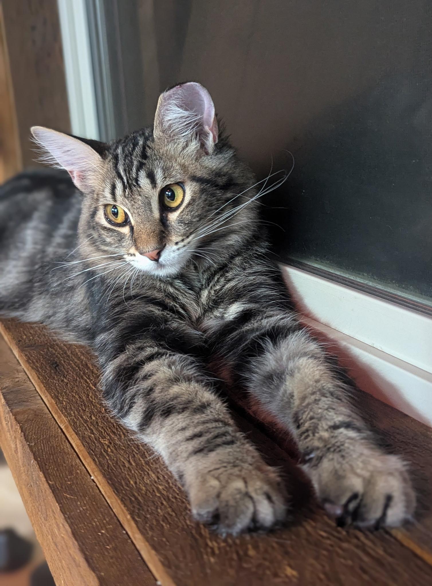 Enlarge Mocha, a Adoptable Domestic Medium Hair in Missoula, MT image 3/4