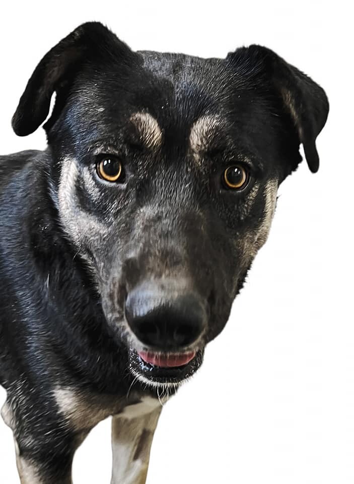 Konan, a Adoptable mixed breed in Las Vegas, NV image 1/3