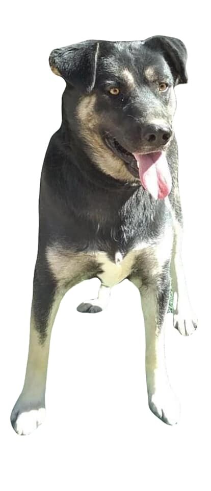 Konan, a Adoptable mixed breed in Las Vegas, NV image 2/3