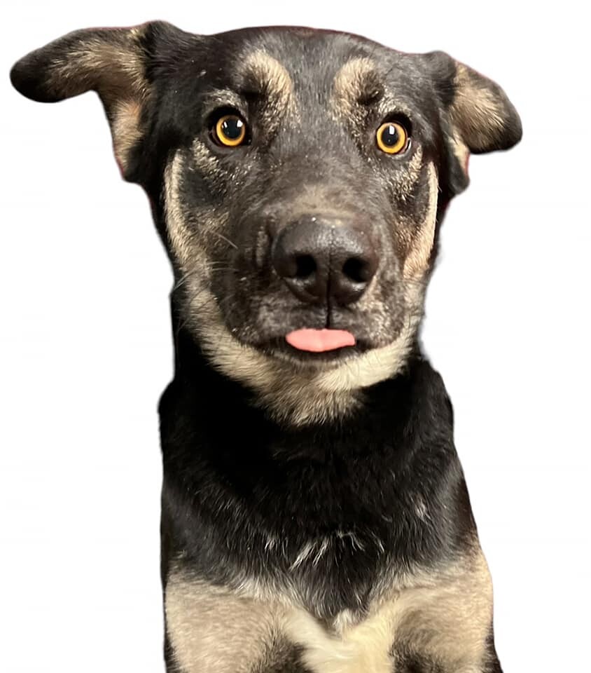 Konan, a Adoptable mixed breed in Las Vegas, NV image 3/3