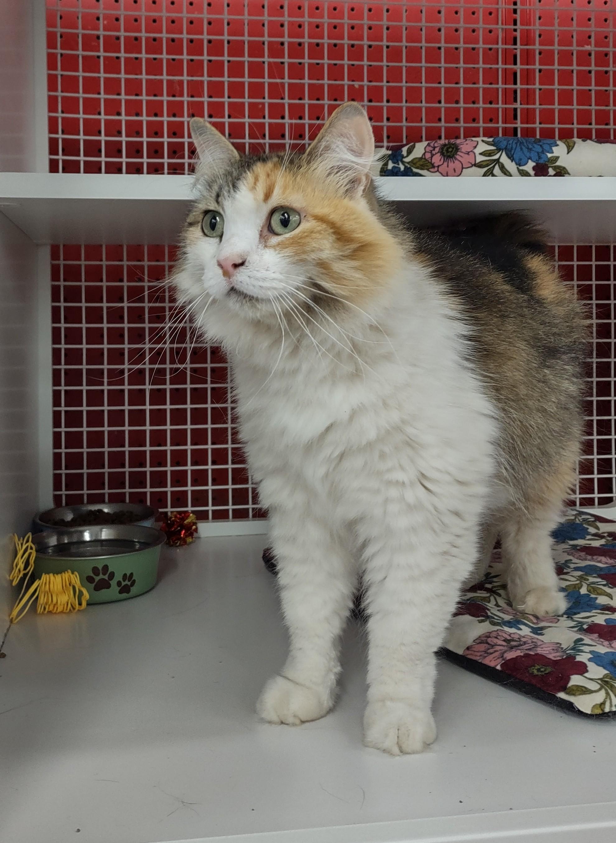 Enlarge Tempe, a Adopted Ragdoll in Golden Valley, AZ image 1/1