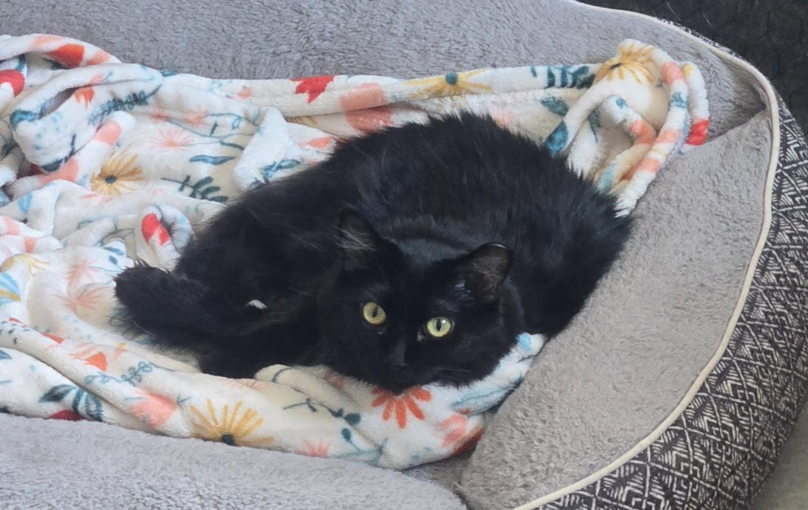 Koko, an adopted Domestic Long Hair in Sierra Vista, AZ image 2/2