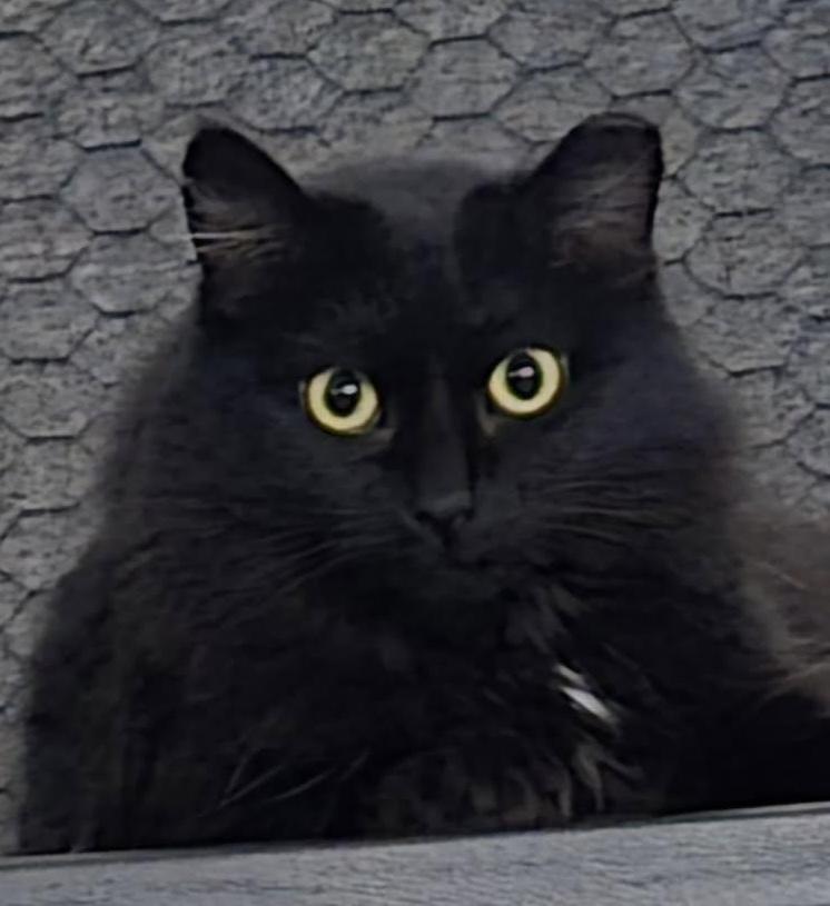 Koko, adopted, Adult Female Domestic Long Hair.