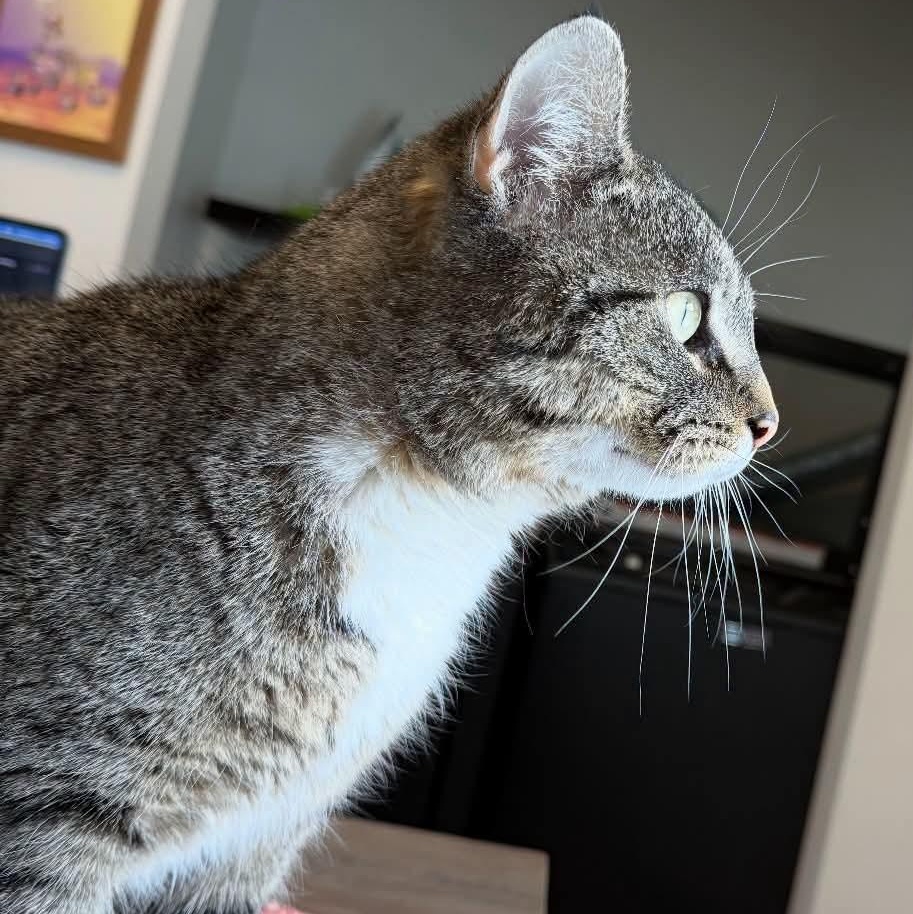 Lloyd, Adoptable, Adult Male Domestic Short Hair.