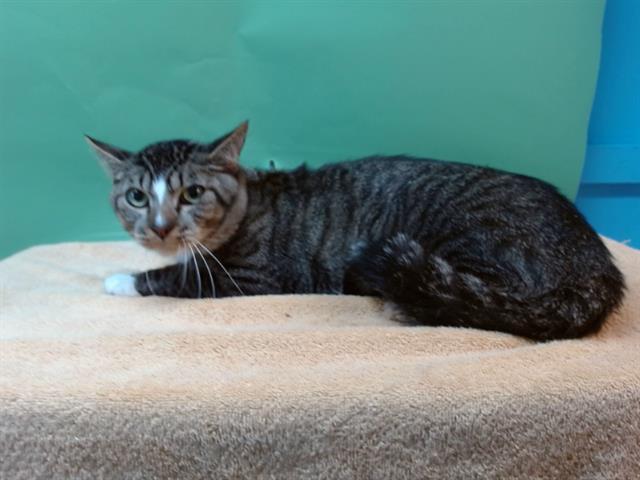 Enlarge HAZE, a Adoptable Domestic Short Hair in Gardena, CA image 1/1