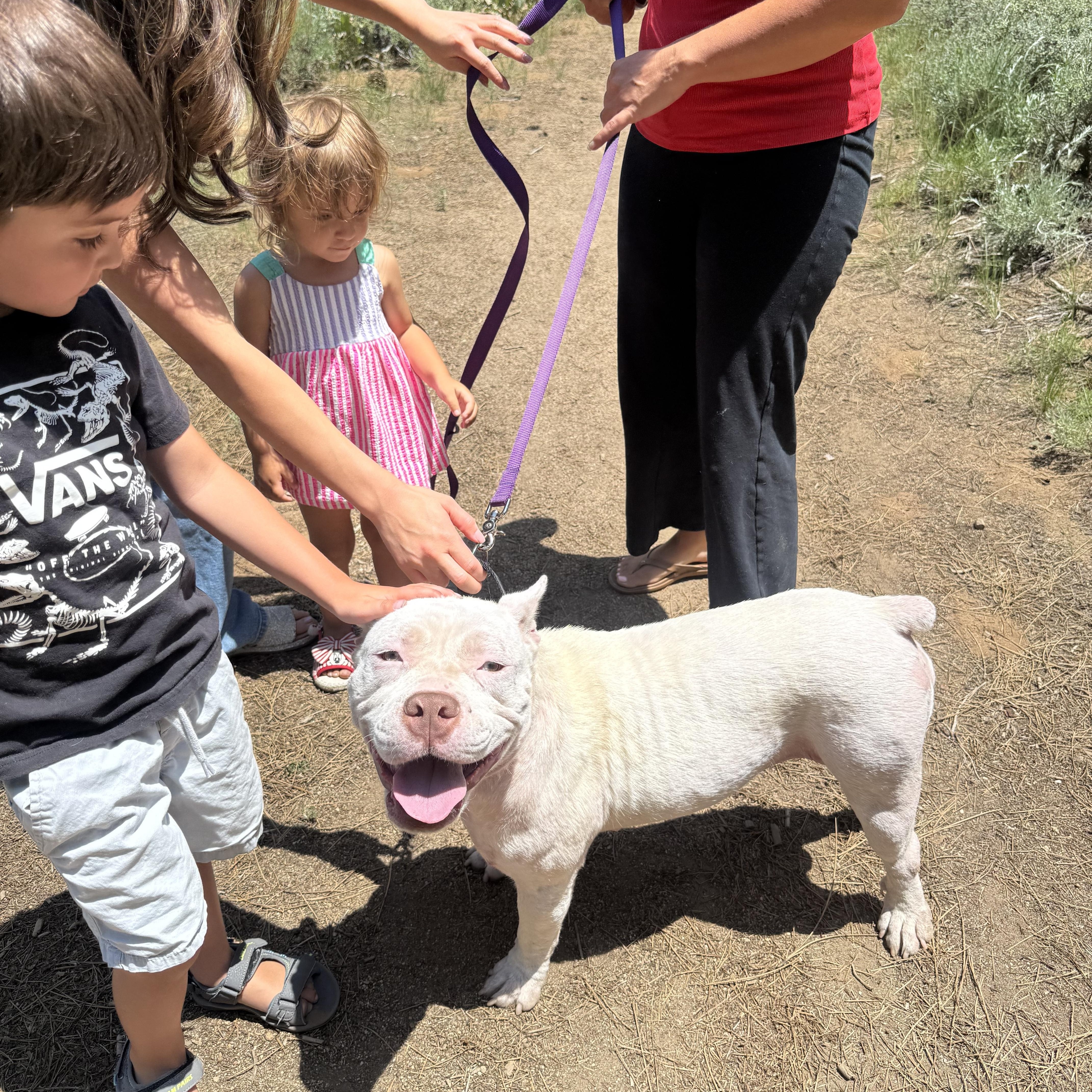 Sia, a ADOPTABLE mixed breed in Newcastle, CA image 4/4