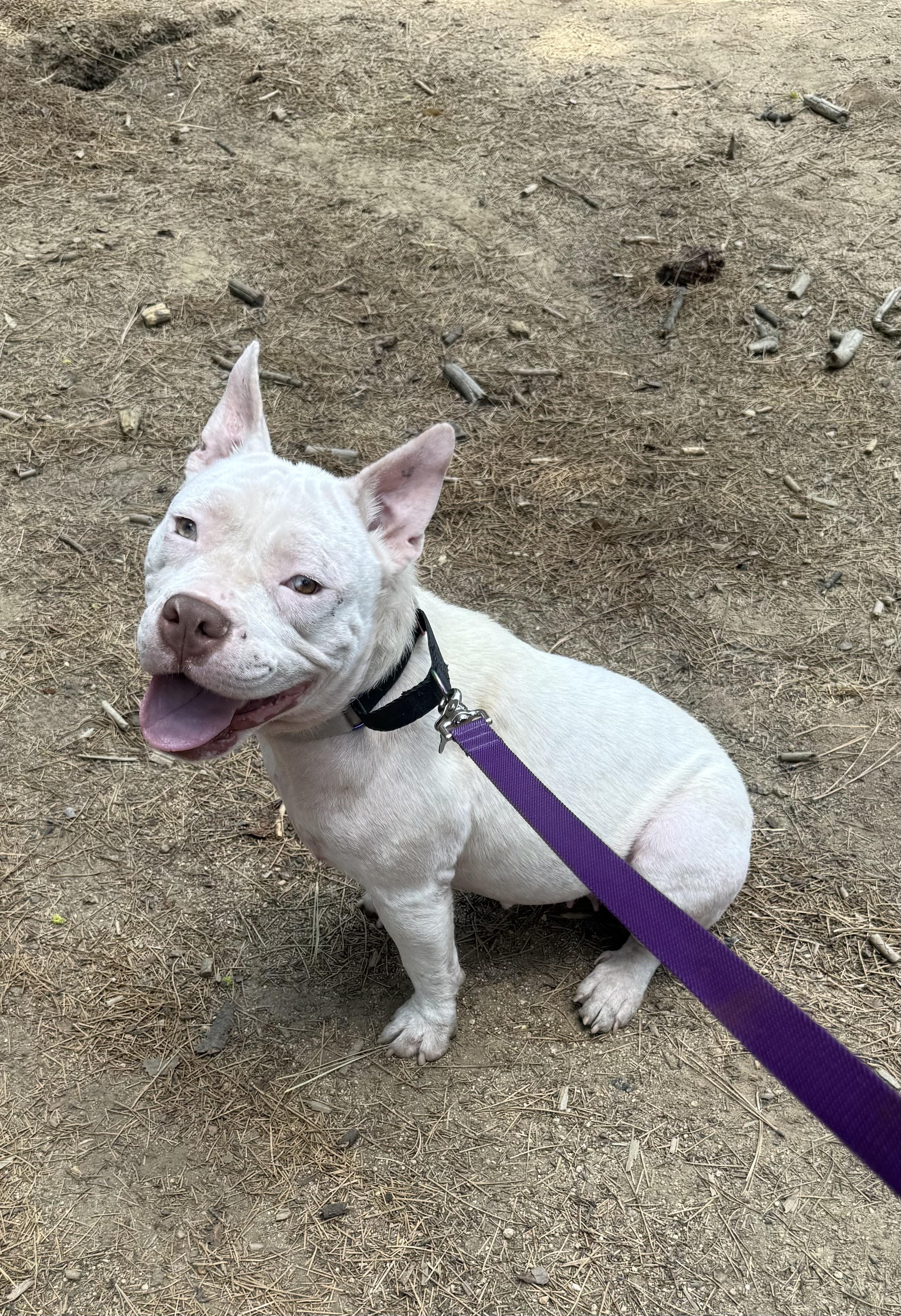 Sia, a ADOPTABLE mixed breed in Newcastle, CA image 2/4