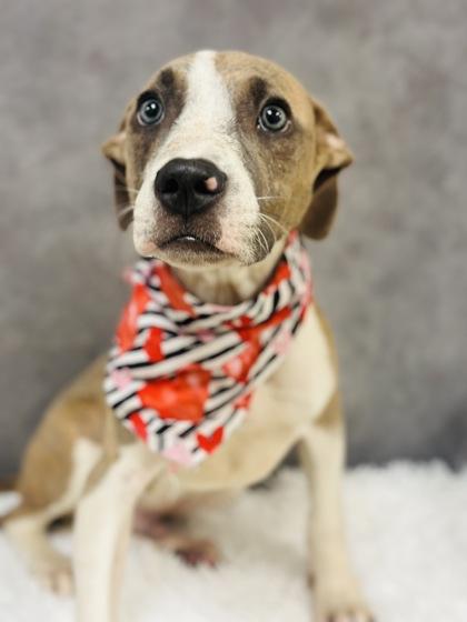 Peter Pretzel, a Adoptable mixed breed in Cedar Hill, TX image 1/2