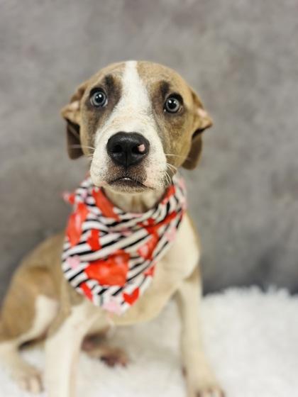 Peter Pretzel, a Adoptable mixed breed in Cedar Hill, TX image 2/2