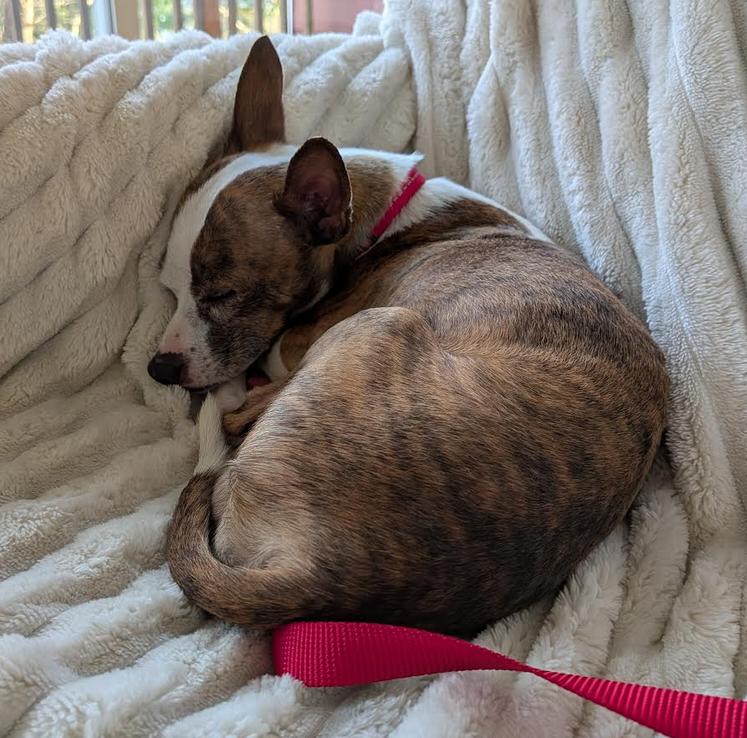 Enlarge Buddy, a ADOPTABLE mixed breed in Aloha, OR image 5/6