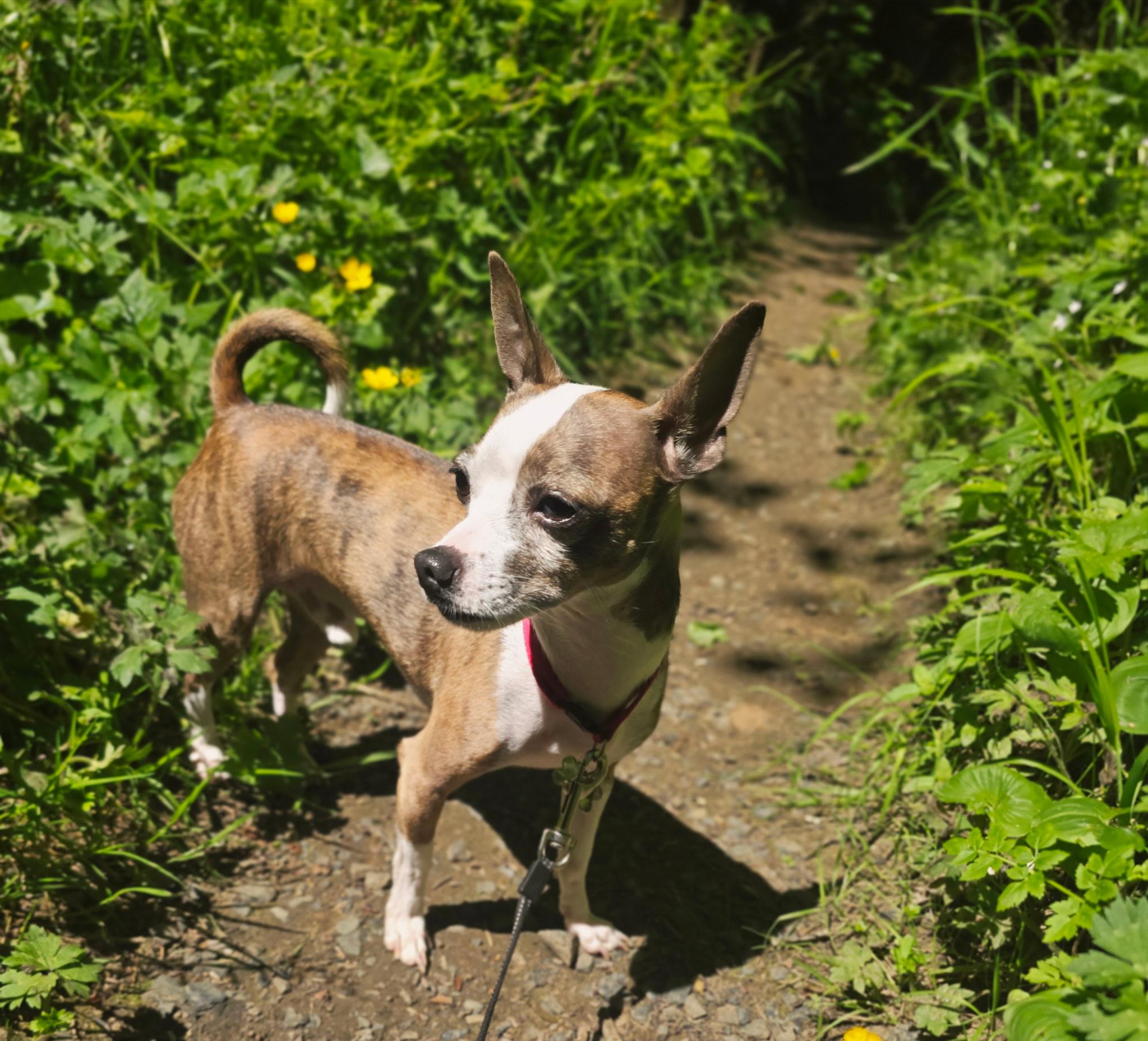 Enlarge Buddy (aka Bentley), an adoptable mixed breed in Chubbuck, ID image 4/6