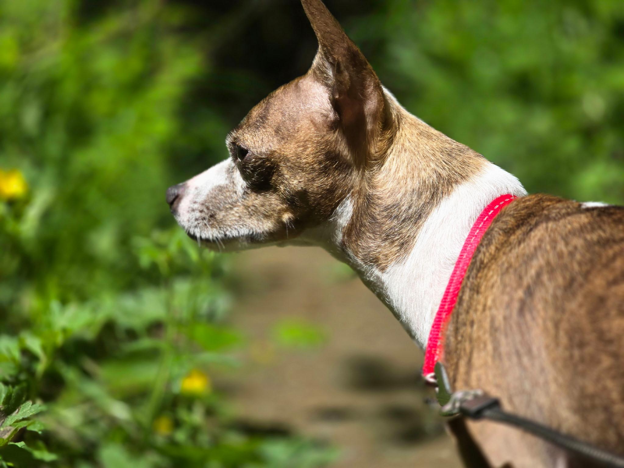 Enlarge Buddy (aka Bentley), an adoptable mixed breed in Chubbuck, ID image 3/6