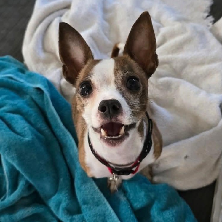 Buddy, ADOPTABLE, Young Male Chihuahua.