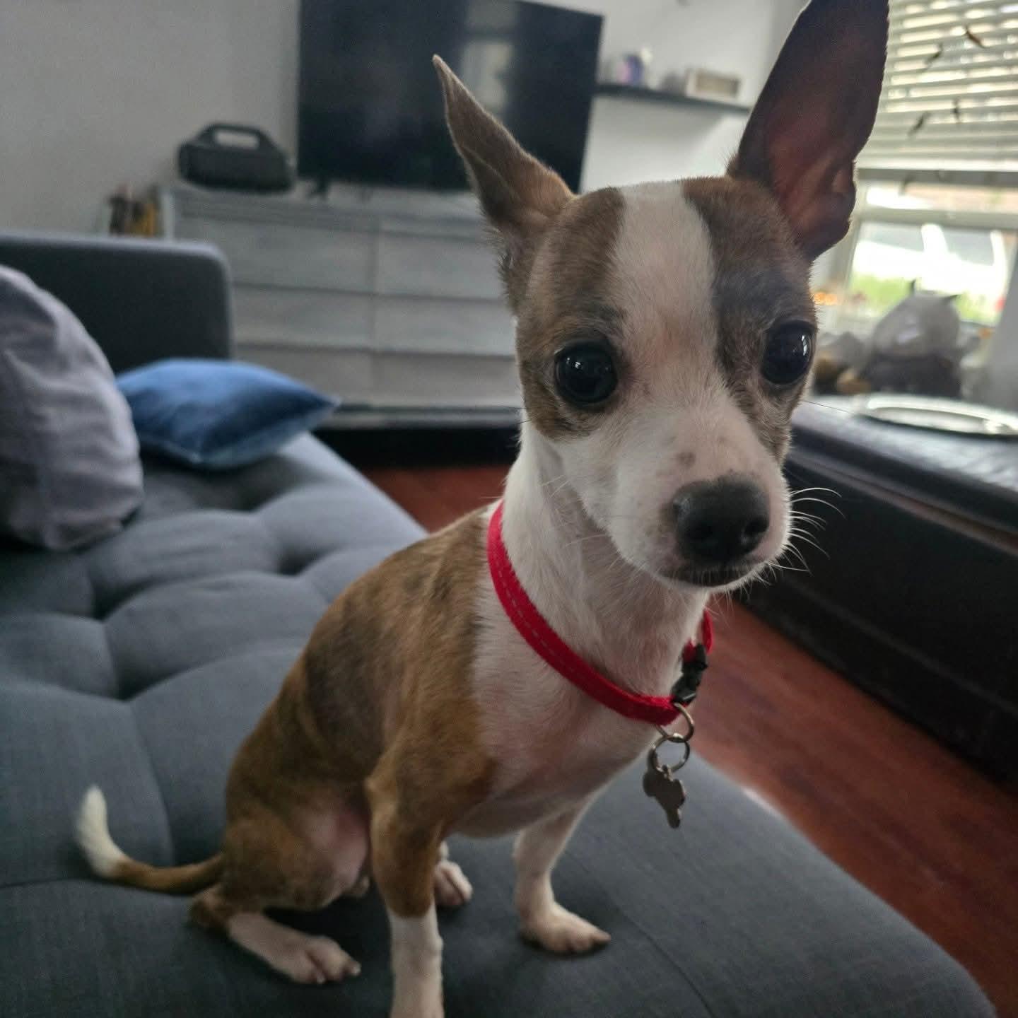 Enlarge Buddy, a ADOPTABLE mixed breed in Aloha, OR image 4/6