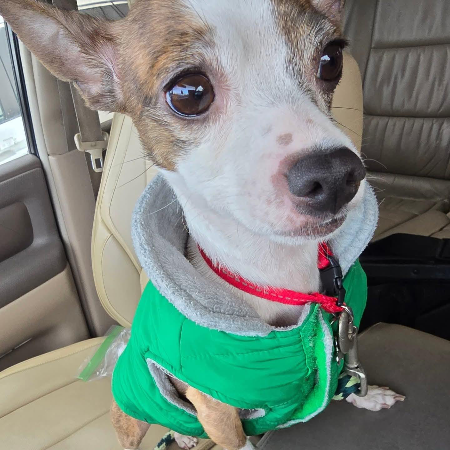 Enlarge Buddy, a ADOPTABLE mixed breed in Aloha, OR image 3/6