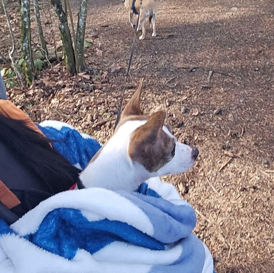 Enlarge Buddy, a ADOPTABLE mixed breed in Aloha, OR image 6/6