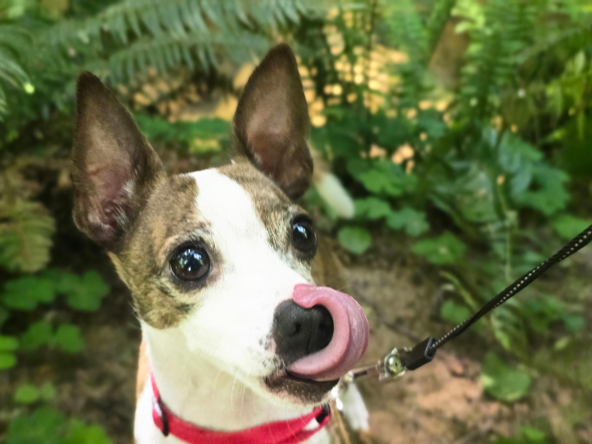 Enlarge Buddy (aka Bentley), an adoptable mixed breed in Chubbuck, ID image 5/6
