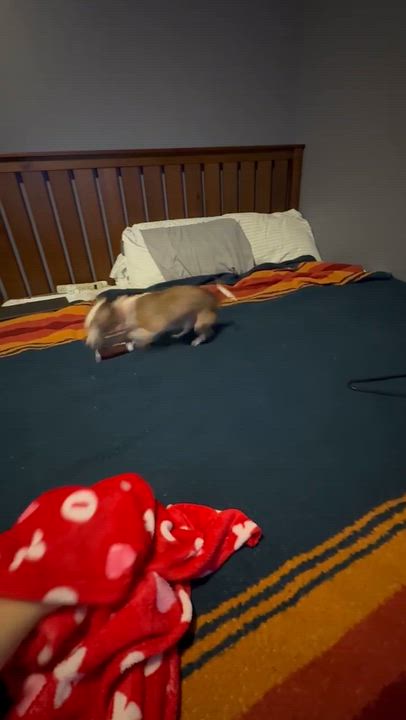 Enlarge Buddy, a ADOPTABLE mixed breed in Aloha, OR video 2/6