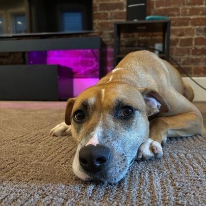 Enlarge Estrella, a Adoptable mixed breed in Indianapolis, IN image 1/6