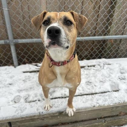 Enlarge Estrella, a Adoptable mixed breed in Indianapolis, IN image 2/6