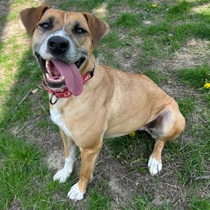 Enlarge Estrella, a Adoptable mixed breed in Indianapolis, IN image 3/6