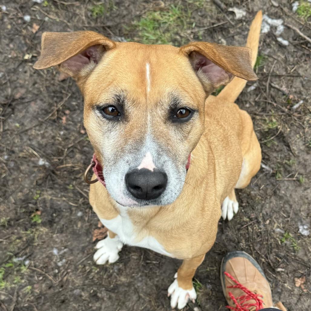 Enlarge Estrella, a Adoptable mixed breed in Indianapolis, IN image 3/6