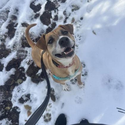 Enlarge Estrella, a Adoptable mixed breed in Indianapolis, IN image 5/6