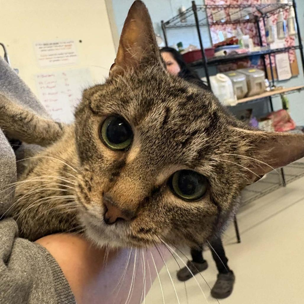 Strawberry, Adoptable, Senior Female Domestic Short Hair.