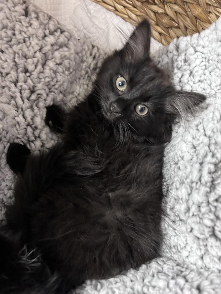 Enlarge Crystal, a Adoptable mixed breed in Vienna , VA image 1/4