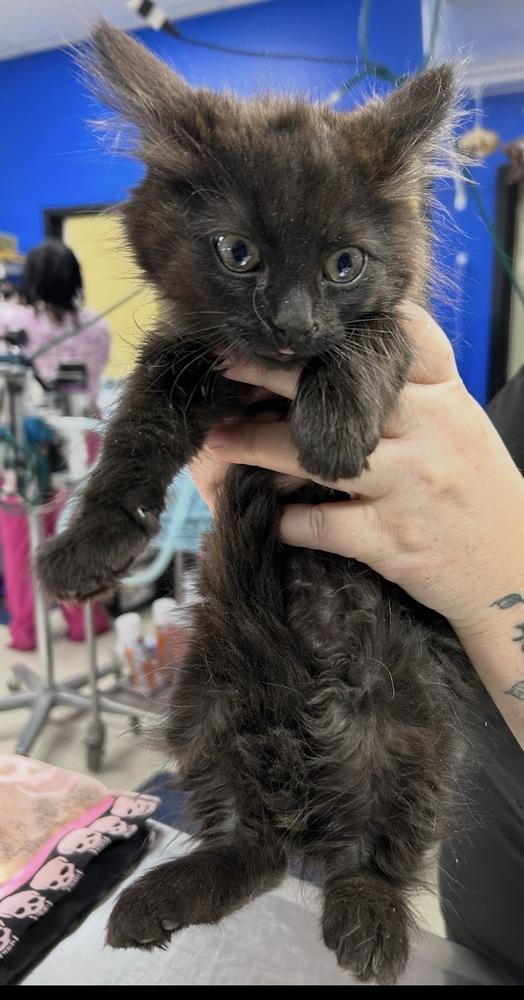 Enlarge Crystal, a Adoptable mixed breed in Vienna , VA image 2/4