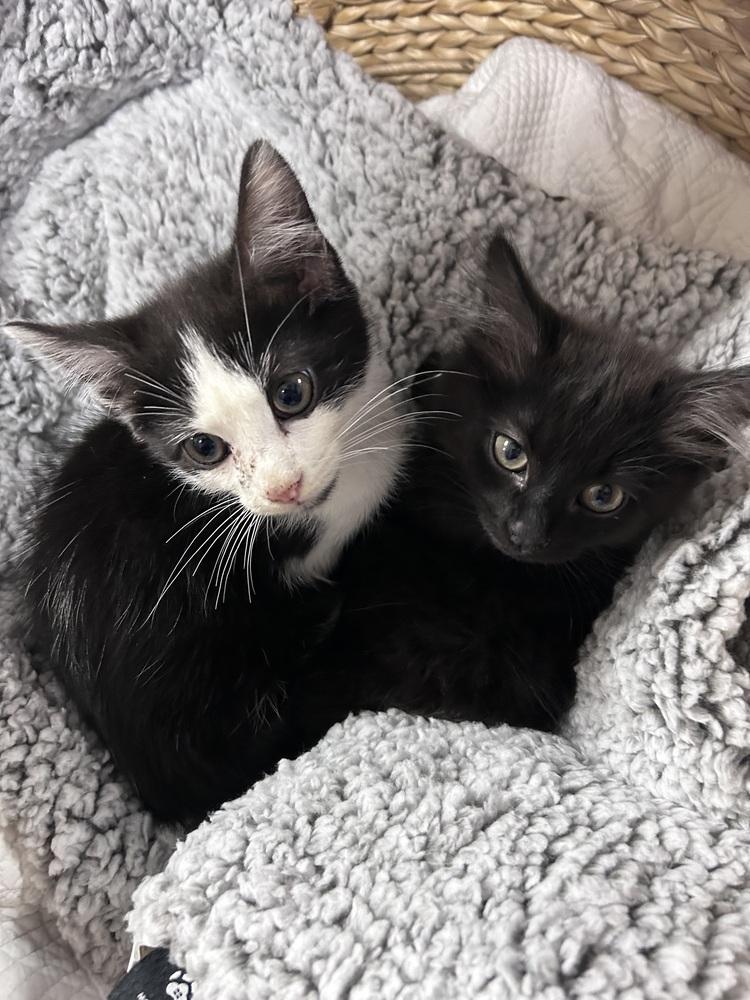 Enlarge Crystal, a Adoptable mixed breed in Vienna , VA image 3/4