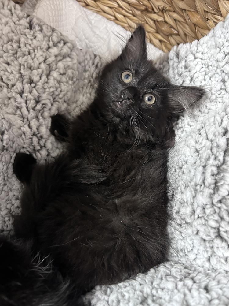 Enlarge Crystal, a Adoptable mixed breed in Vienna , VA image 4/4