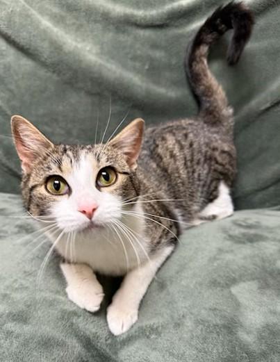 Enlarge Meany, a ADOPTABLE Domestic Short Hair in Miller Beach, IN image 1/1