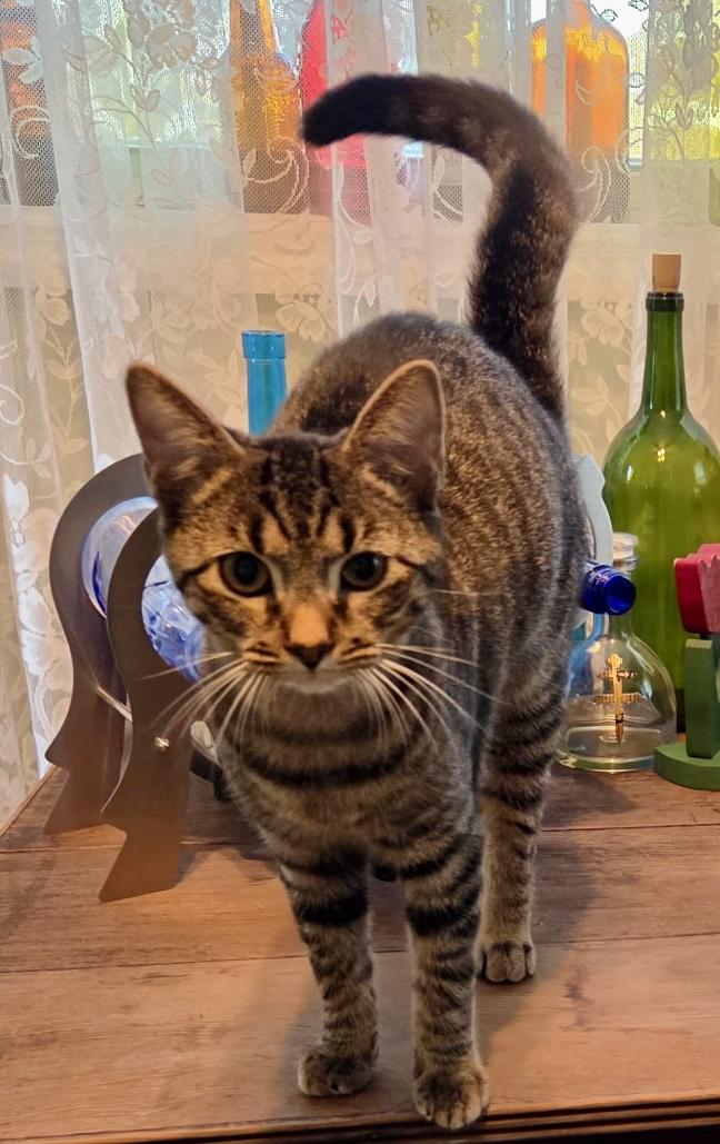 Enlarge Coco, a Adoptable Domestic Short Hair in Fayetteville, NC image 5/6