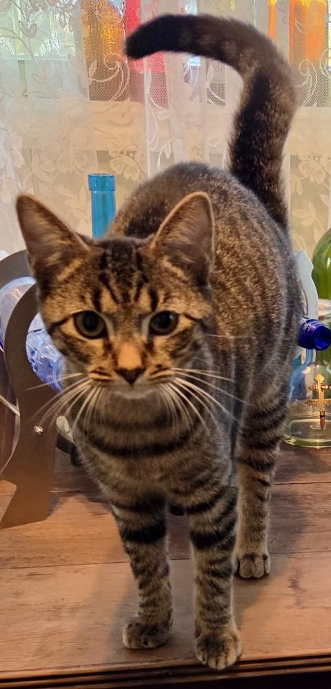 Enlarge Coco, a Adoptable Domestic Short Hair in Fayetteville, NC image 4/6